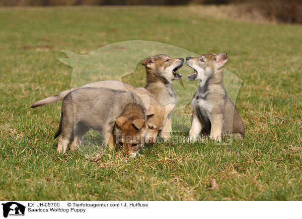 Saarloos Wolfhund Welpe / Saarloos Wolfdog Puppy / JH-05700
