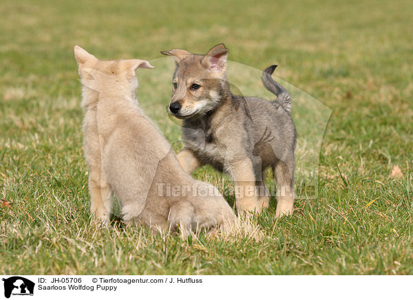 Saarloos Wolfhund Welpe / Saarloos Wolfdog Puppy / JH-05706