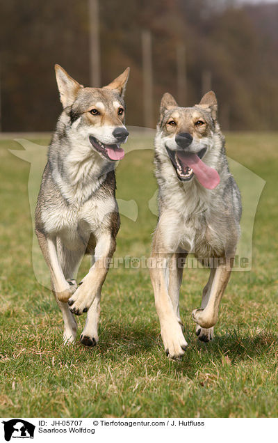 Saarloos Wolfhund / Saarloos Wolfdog / JH-05707