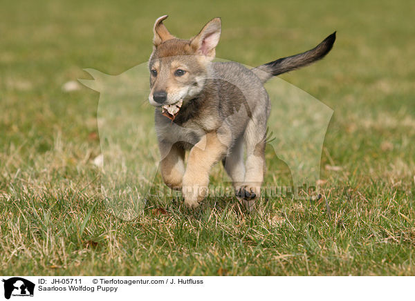Saarloos Wolfhund Welpe / Saarloos Wolfdog Puppy / JH-05711