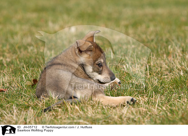 Saarloos Wolfhund Welpe / Saarloos Wolfdog Puppy / JH-05712