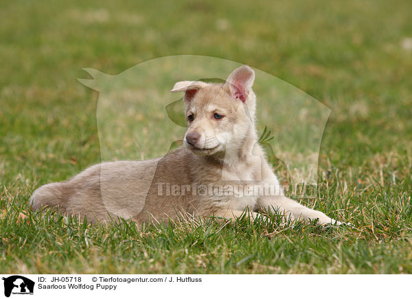 Saarloos Wolfhund Welpe / Saarloos Wolfdog Puppy / JH-05718