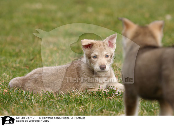 Saarloos Wolfhund Welpe / Saarloos Wolfdog Puppy / JH-05719