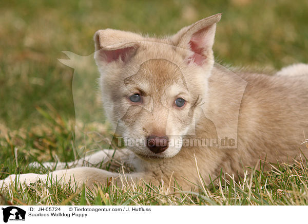 Saarloos Wolfhund Welpe / Saarloos Wolfdog Puppy / JH-05724