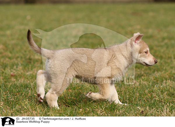 Saarloos Wolfhund Welpe / Saarloos Wolfdog Puppy / JH-05735