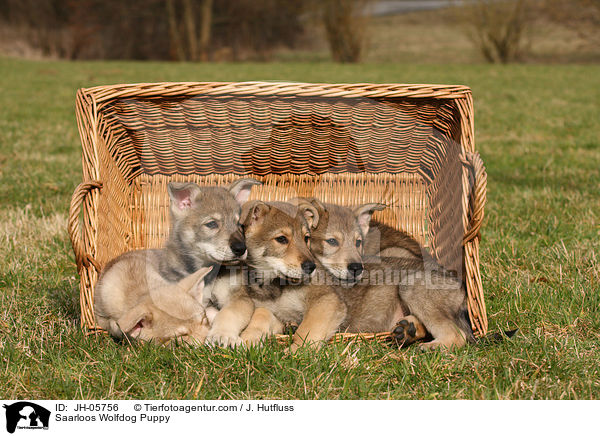 Saarloos Wolfhund Welpe / Saarloos Wolfdog Puppy / JH-05756