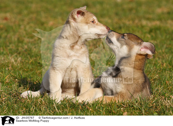 Saarloos Wolfhund Welpe / Saarloos Wolfdog Puppy / JH-05767