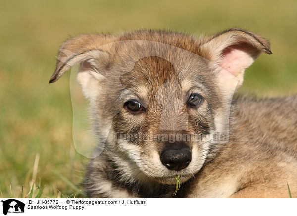 Saarloos Wolfhund Welpe / Saarloos Wolfdog Puppy / JH-05772