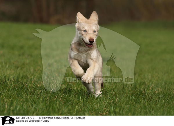 Saarloos Wolfhund Welpe / Saarloos Wolfdog Puppy / JH-05778