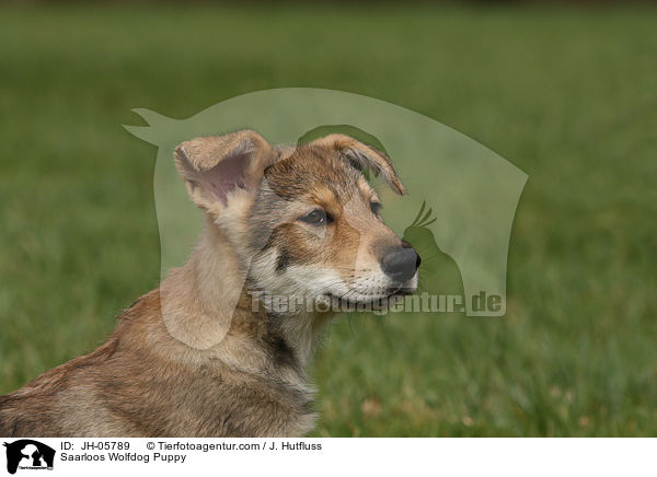 Saarloos Wolfhund Welpe / Saarloos Wolfdog Puppy / JH-05789