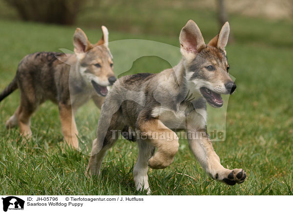 Saarloos Wolfdog Puppy / JH-05796