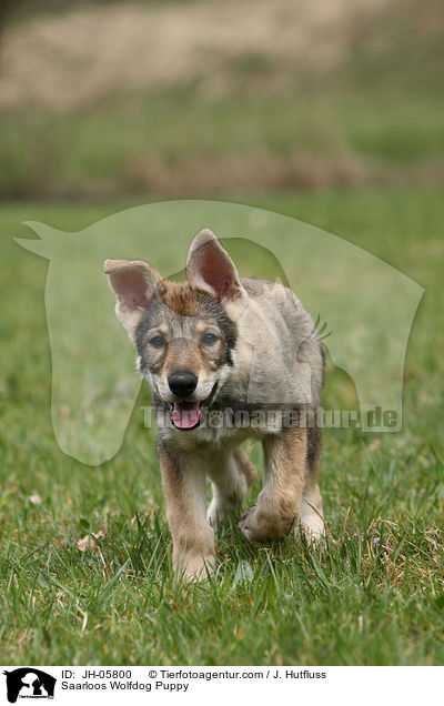 Saarloos Wolfhund Welpe / Saarloos Wolfdog Puppy / JH-05800