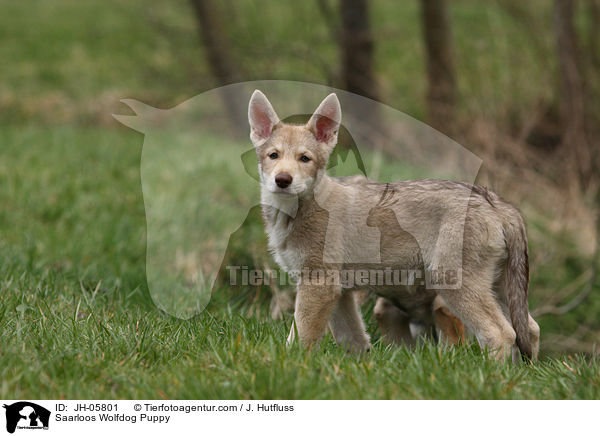 Saarloos Wolfhund Welpe / Saarloos Wolfdog Puppy / JH-05801