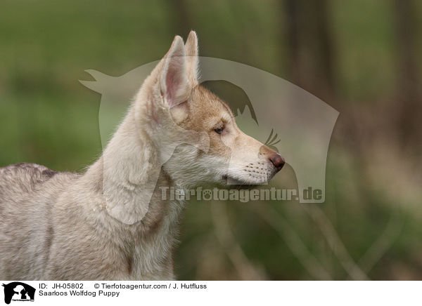 Saarloos Wolfhund Welpe / Saarloos Wolfdog Puppy / JH-05802