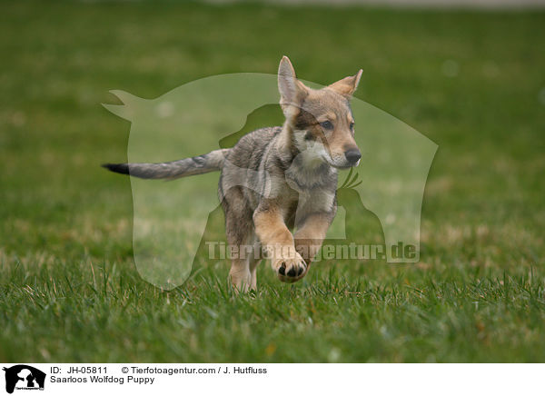 Saarloos Wolfhund Welpe / Saarloos Wolfdog Puppy / JH-05811