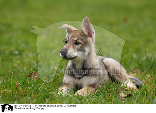 Saarloos Wolfhund Welpe / Saarloos Wolfdog Puppy / JH-05812