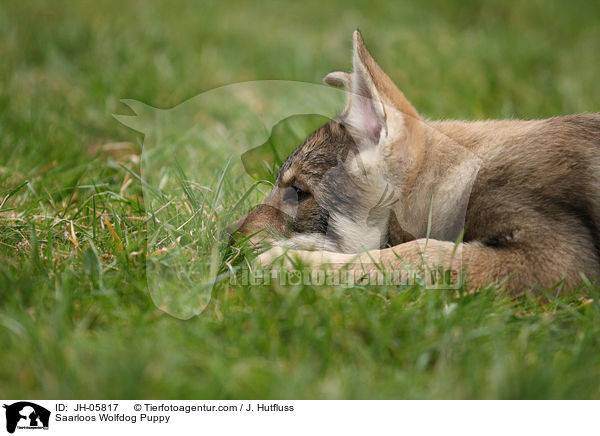 Saarloos Wolfhund Welpe / Saarloos Wolfdog Puppy / JH-05817