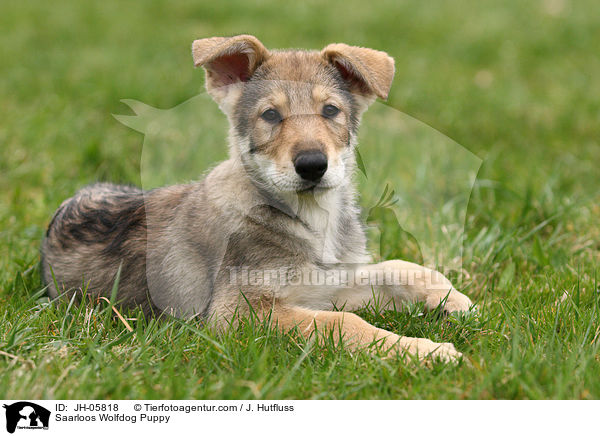 Saarloos Wolfhund Welpe / Saarloos Wolfdog Puppy / JH-05818