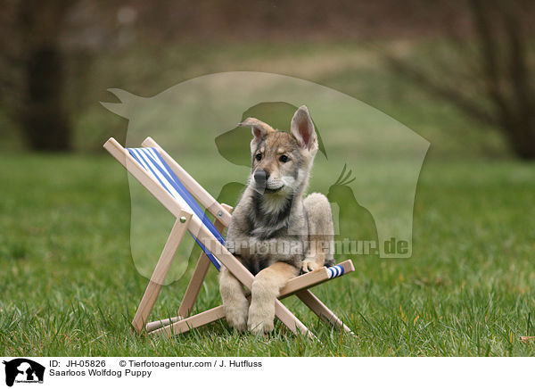 Saarloos Wolfhund Welpe / Saarloos Wolfdog Puppy / JH-05826