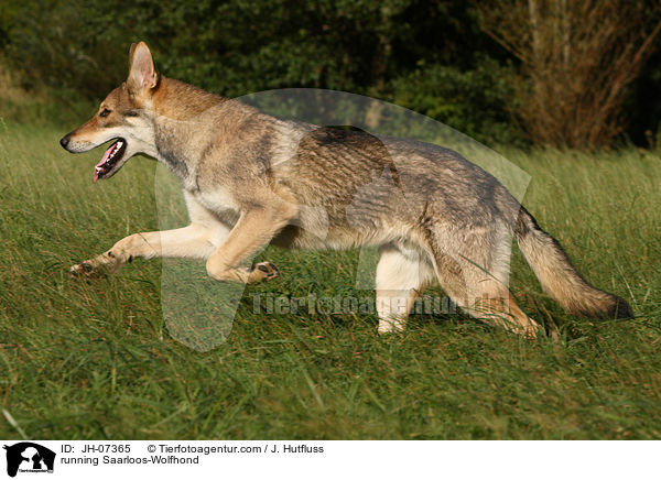 rennender Saarloos-Wolfhund / running Saarloos-Wolfhond / JH-07365