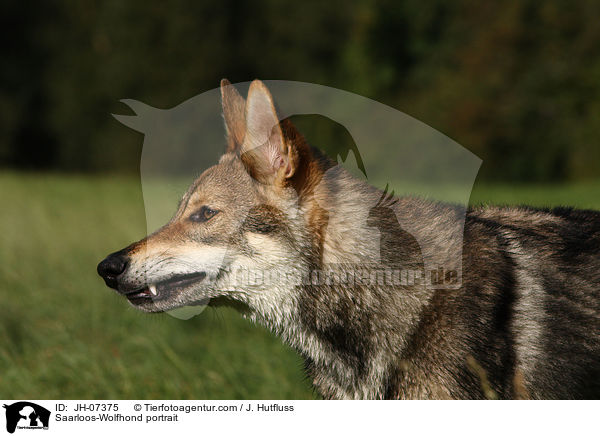 Saarloos-Wolfhund Portrait / Saarloos-Wolfhond portrait / JH-07375