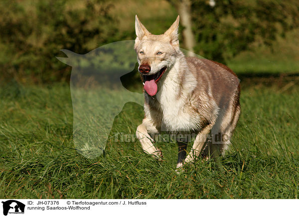 rennender Saarloos-Wolfhund / running Saarloos-Wolfhond / JH-07376