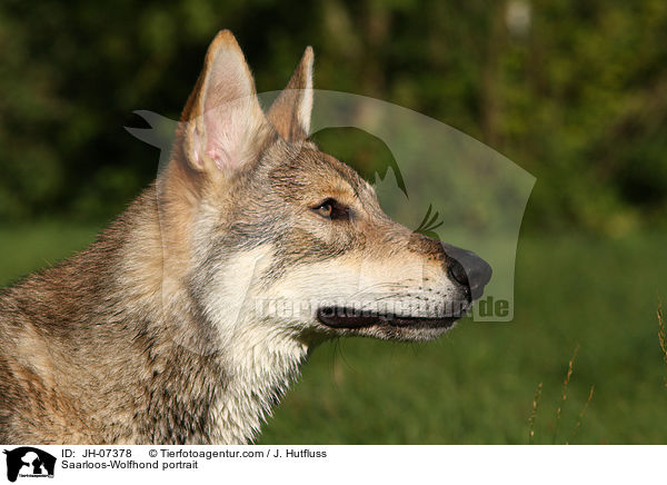Saarloos-Wolfhund Portrait / Saarloos-Wolfhond portrait / JH-07378