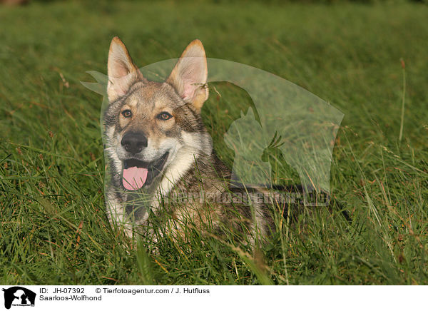 Saarloos-Wolfhund / Saarloos-Wolfhond / JH-07392