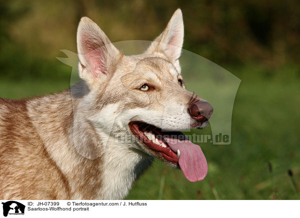 Saarloos-Wolfhund Portrait / Saarloos-Wolfhond portrait / JH-07399