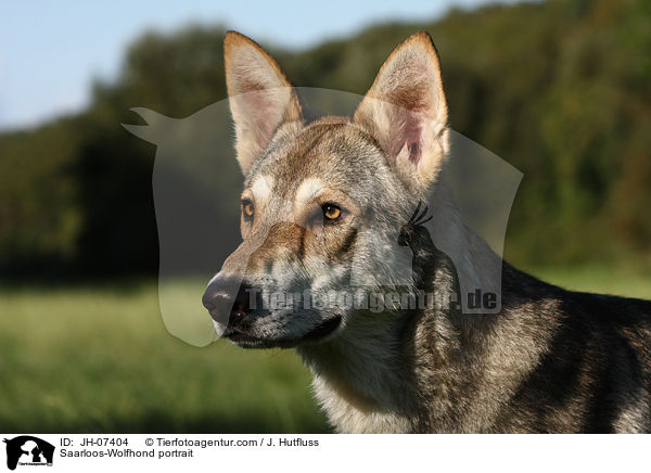 Saarloos-Wolfhond portrait / JH-07404