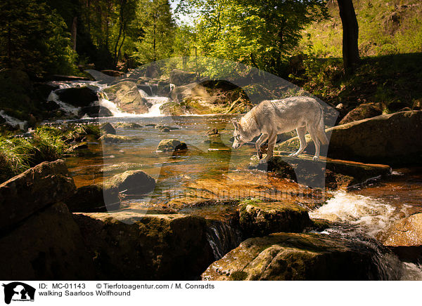 walking Saarloos Wolfhound / MC-01143