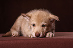 Saarloos wolfdog puppy