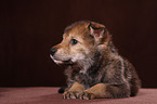 Saarloos wolfdog puppy