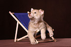 Saarloos wolfdog at deckchair