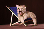 Saarloos wolfdog at deckchair