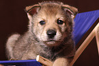 Saarloos wolfdog at deckchair