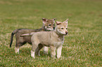 Saarloos Wolfdog Puppy