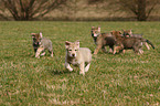 Saarloos Wolfdog Puppy