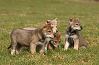 Saarloos Wolfdog Puppy