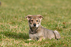 Saarloos Wolfdog Puppy