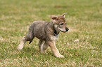 Saarloos Wolfdog Puppy