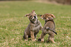 Saarloos Wolfdog Puppy