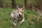 Saarloos Wolfdog Puppy