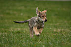 Saarloos Wolfdog Puppy