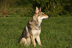 Saarloos-Wolfhond