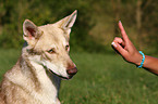 Saarloos-Wolfhond portrait