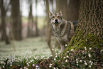 female Saarloos Wolfhound