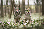 2 Saarloos Wolfhounds