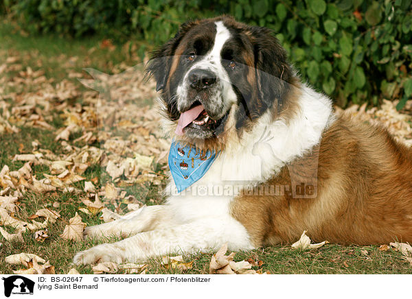 liegender Bernhardiner / lying Saint Bernard / BS-02647