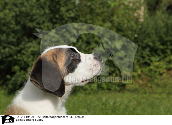 Bernhardiner Welpe / Saint Bernard puppy / JH-19406